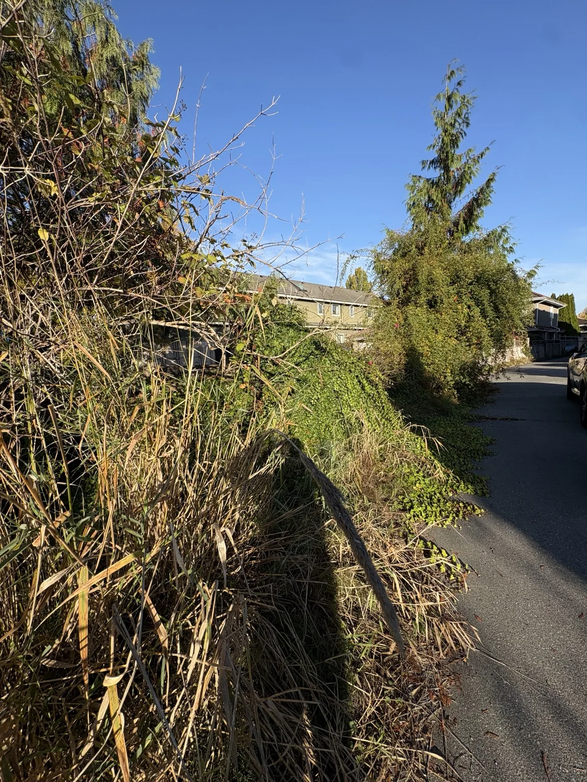Driveway garden border — Before