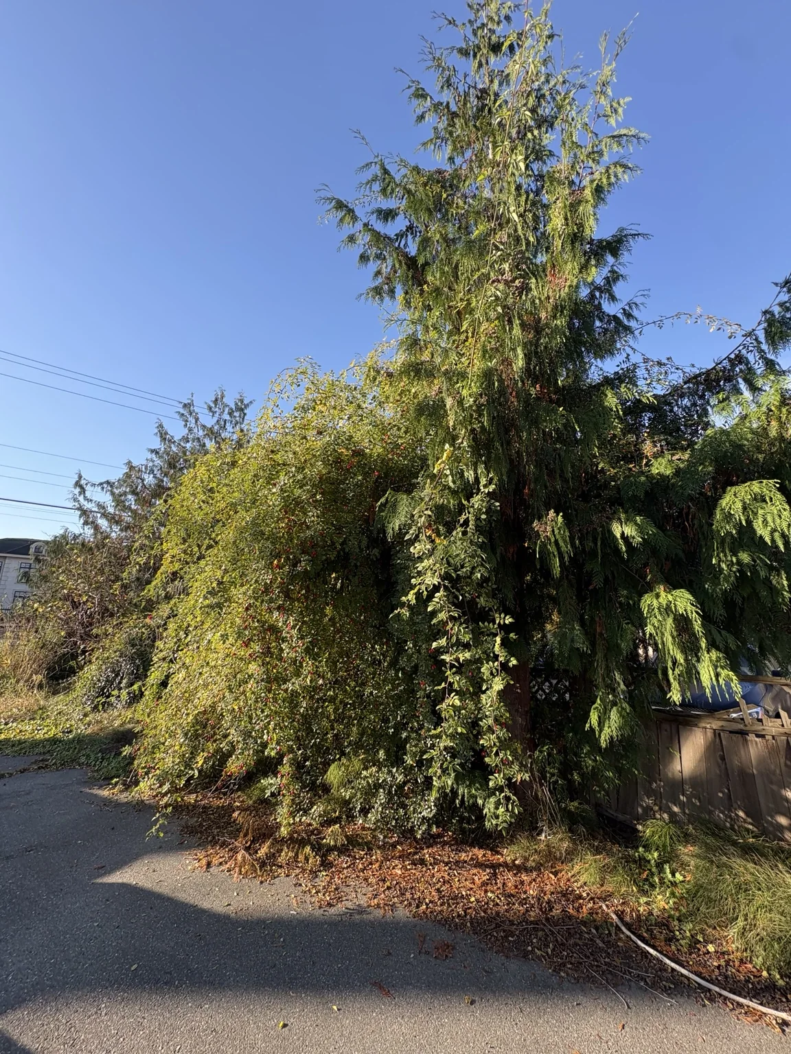 Fence-side vines and shrubs — Before